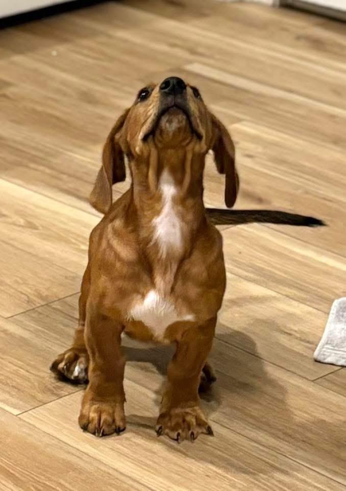 Turkey, Adoptable, Puppy Male Basset Hound.