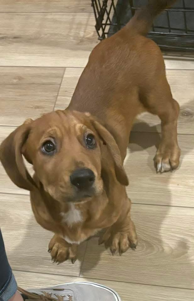 Turkey, a Adoptable mixed breed in Bristol, WI image 3/6