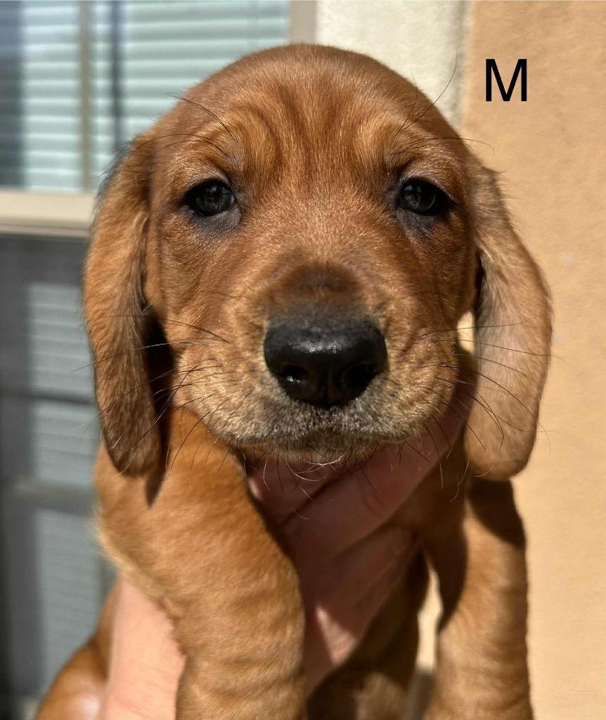 Turkey, a Adoptable mixed breed in Bristol, WI image 5/6