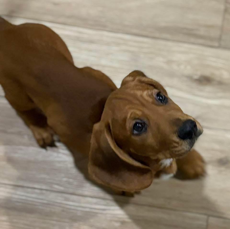 Turkey, a Adoptable mixed breed in Bristol, WI image 6/6