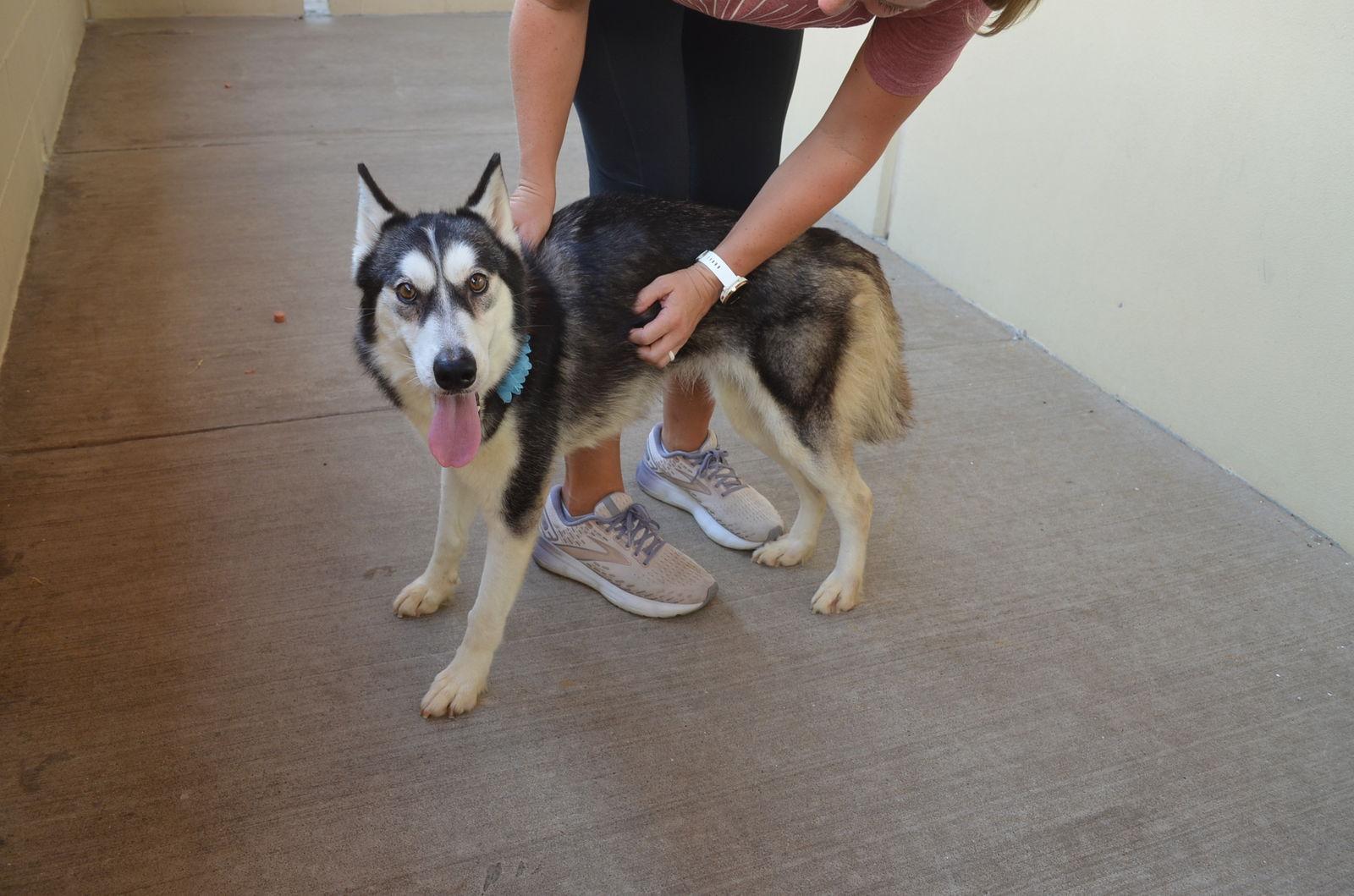 Brees (In Foster), Adoptable, Adult Female Siberian Husky.