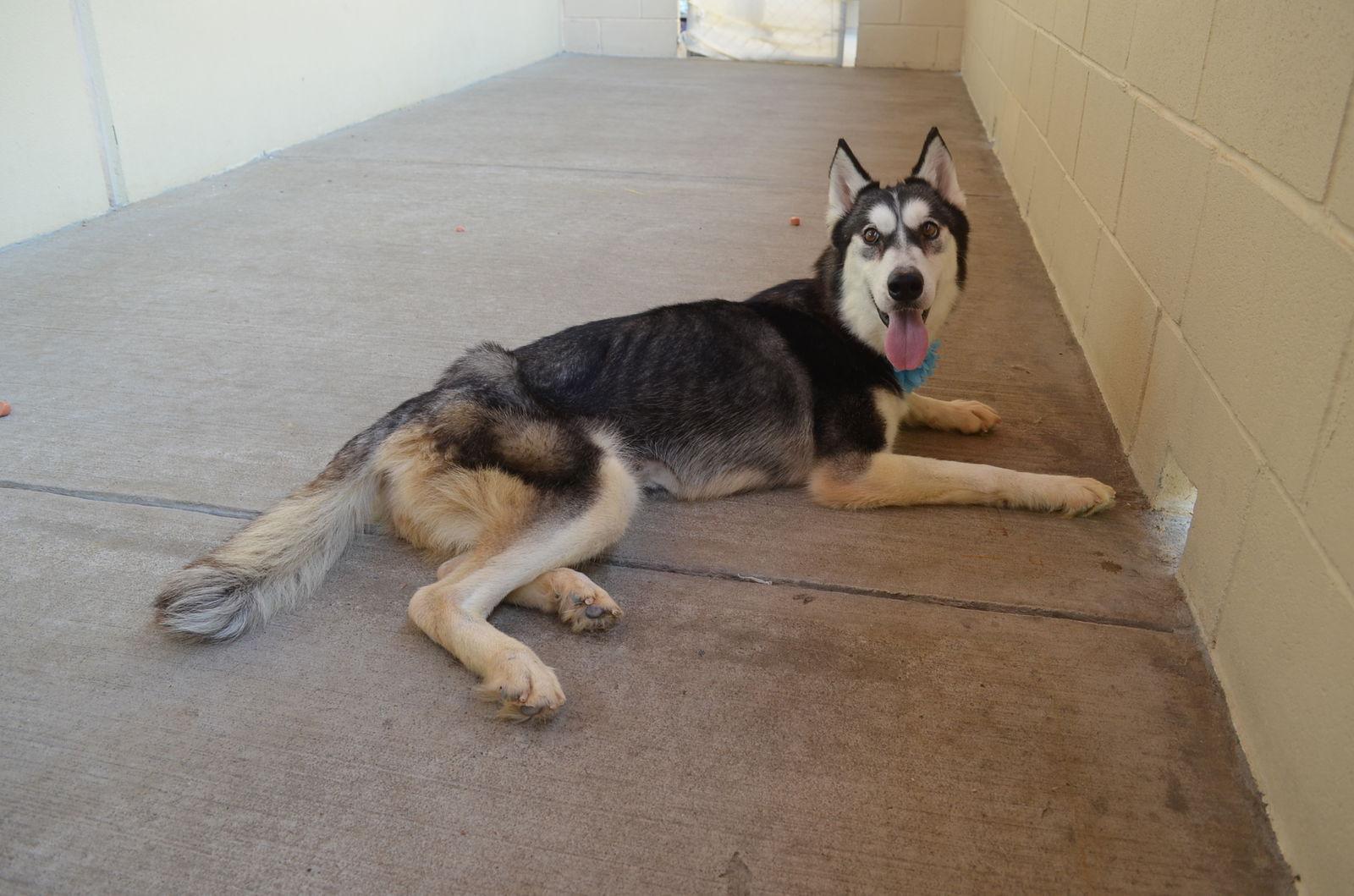 Enlarge Brees (In Foster), a Adoptable mixed breed in McKinney, TX image 2/3