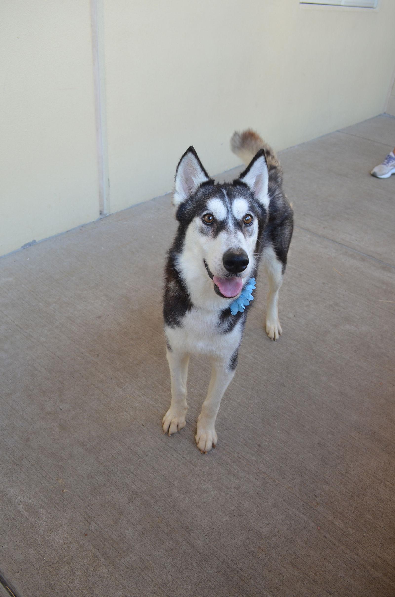 Enlarge Brees (In Foster), a Adoptable mixed breed in McKinney, TX image 3/3