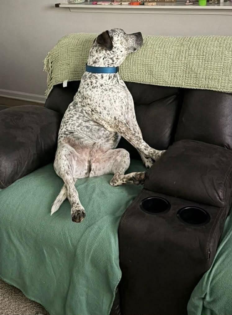 Enlarge Bohdi, a ADOPTABLE Australian Cattle Dog / Blue Heeler in Williamston, SC image 4/5