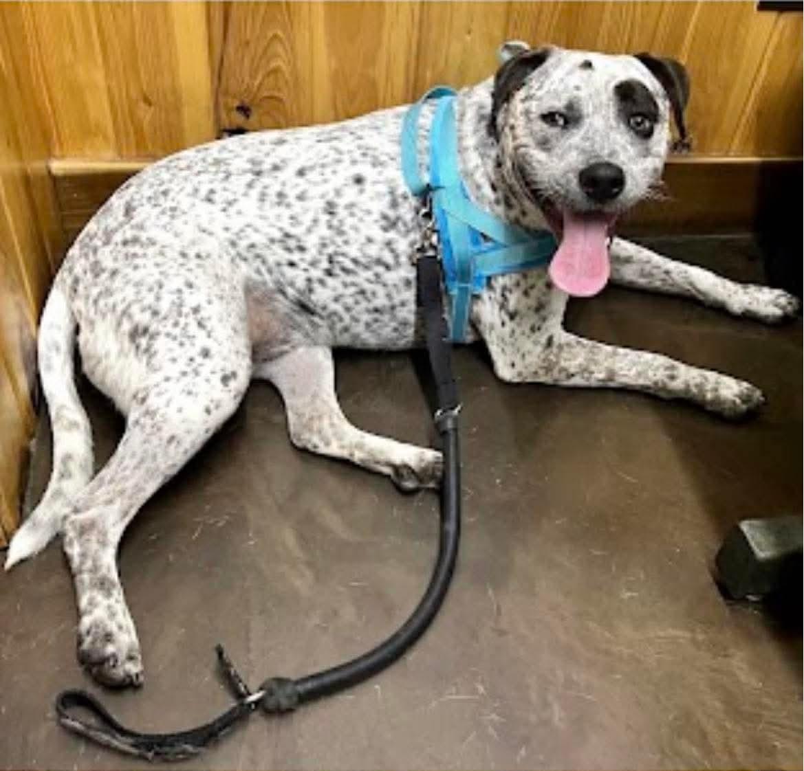 Enlarge Bohdi, a ADOPTABLE Australian Cattle Dog / Blue Heeler in Williamston, SC image 1/5