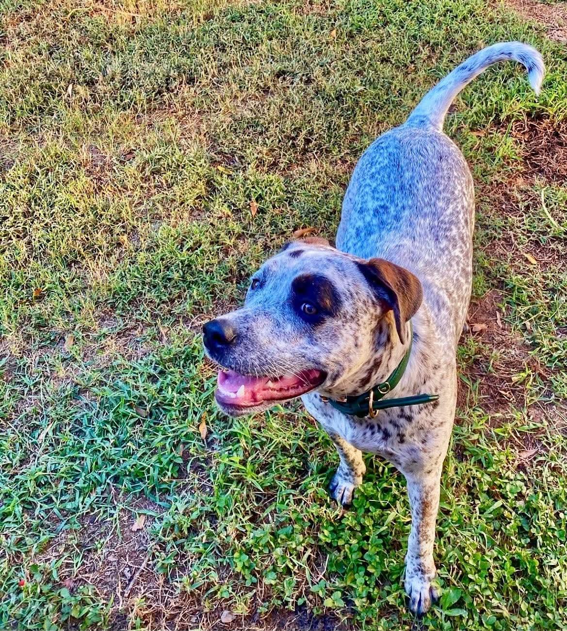 Enlarge Bohdi, a ADOPTABLE Australian Cattle Dog / Blue Heeler in Williamston, SC image 5/5