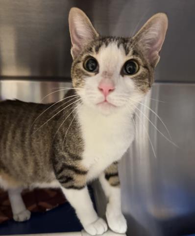 CAPRI, Adoptable, Adult Female Domestic Short Hair.