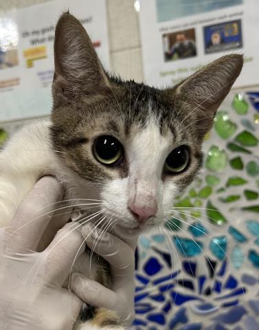 CAPRI, Adoptable, Adult Female Domestic Short Hair.