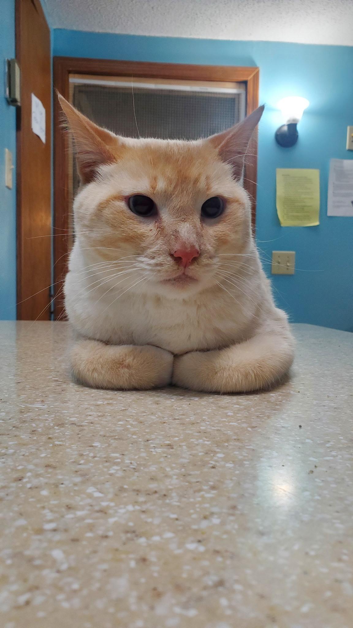 Mr Furley, an adopted Domestic Short Hair in Hutchinson, MN image 1/3