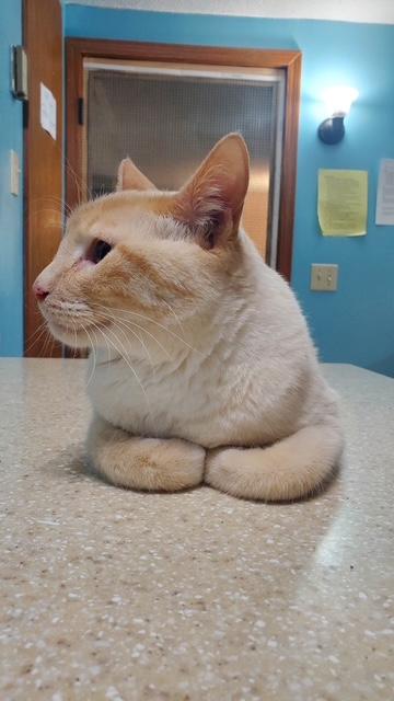 Mr Furley, an adopted Domestic Short Hair in Hutchinson, MN image 2/3