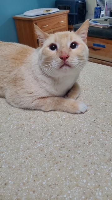 Mr Furley, an adopted Domestic Short Hair in Hutchinson, MN image 3/3