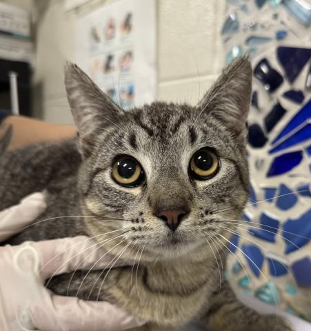 Enlarge BARBOSA, a Adoptable Domestic Short Hair in Pensacola, FL image 1/1