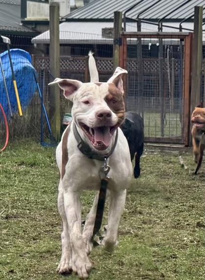 Koda, Adoptable, Adult Male Boxer & Pit Bull Terrier.