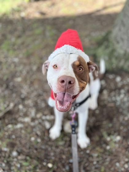 Koda, a Adoptable mixed breed in Burlington, WA image 2/3