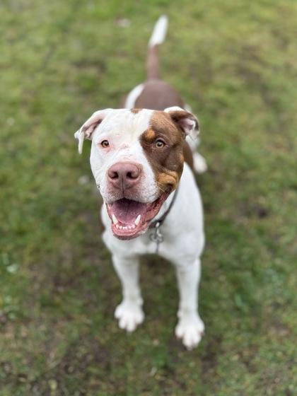 Koda, a Adoptable mixed breed in Burlington, WA image 3/3