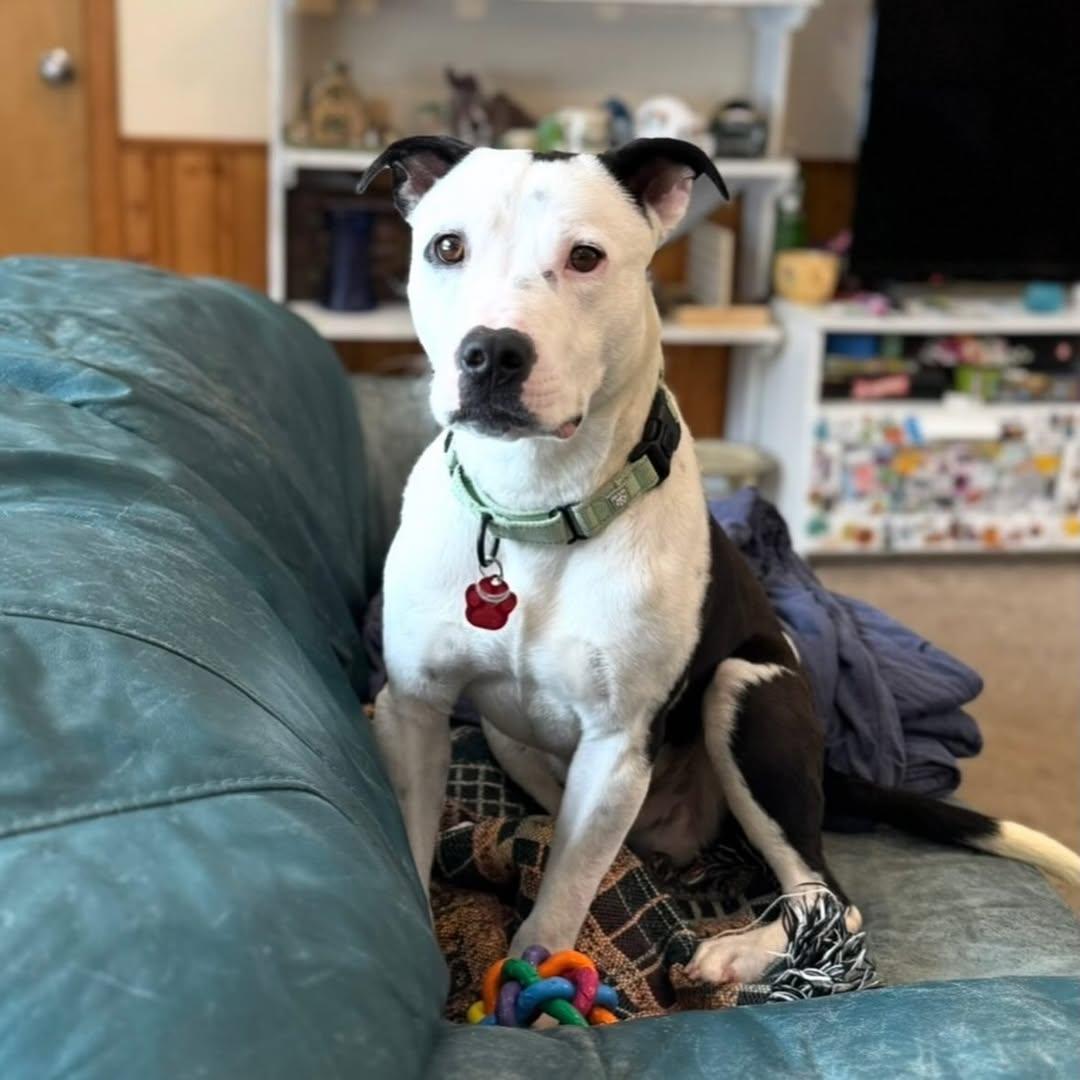 Bowie, ADOPTABLE, Young Male Pit Bull Terrier & Australian Shepherd.