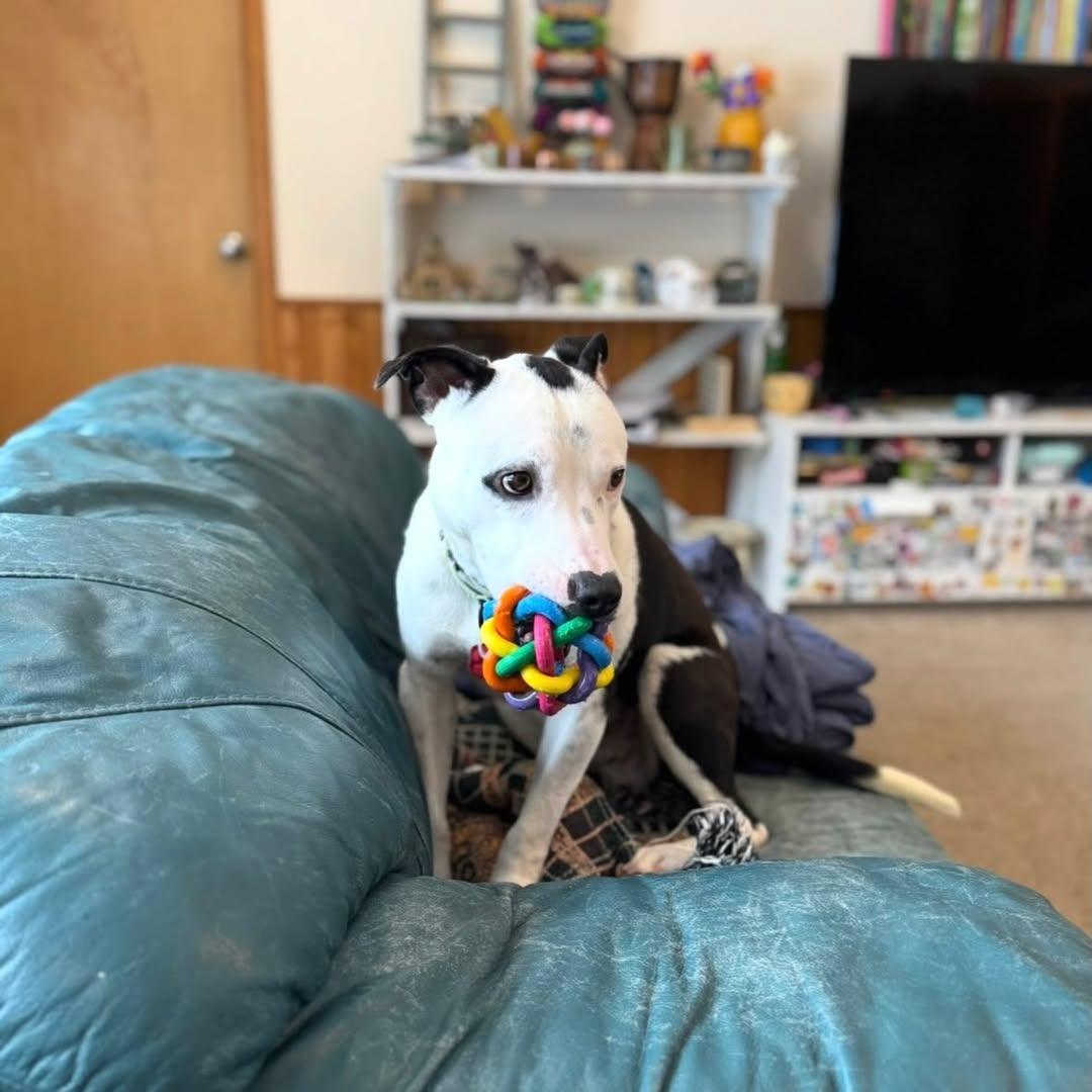 Enlarge Bowie, a ADOPTABLE mixed breed in Detroit, MI image 4/6