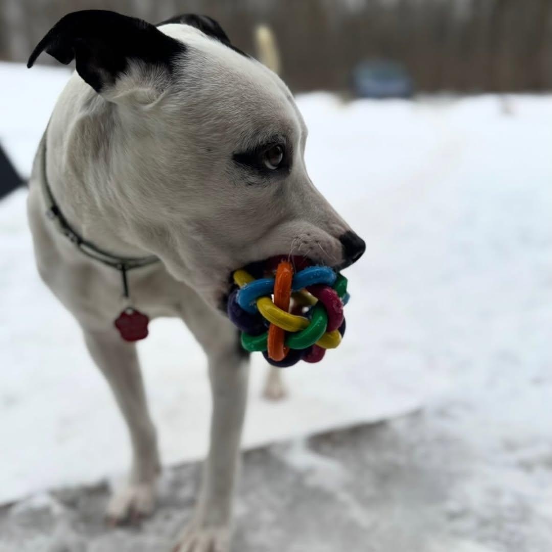 Enlarge Bowie, a ADOPTABLE mixed breed in Detroit, MI image 6/6