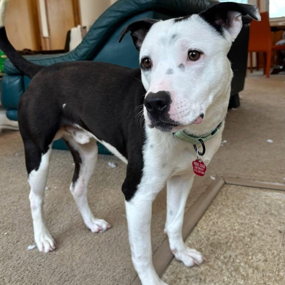 Enlarge Bowie, a ADOPTABLE mixed breed in Detroit, MI image 3/6
