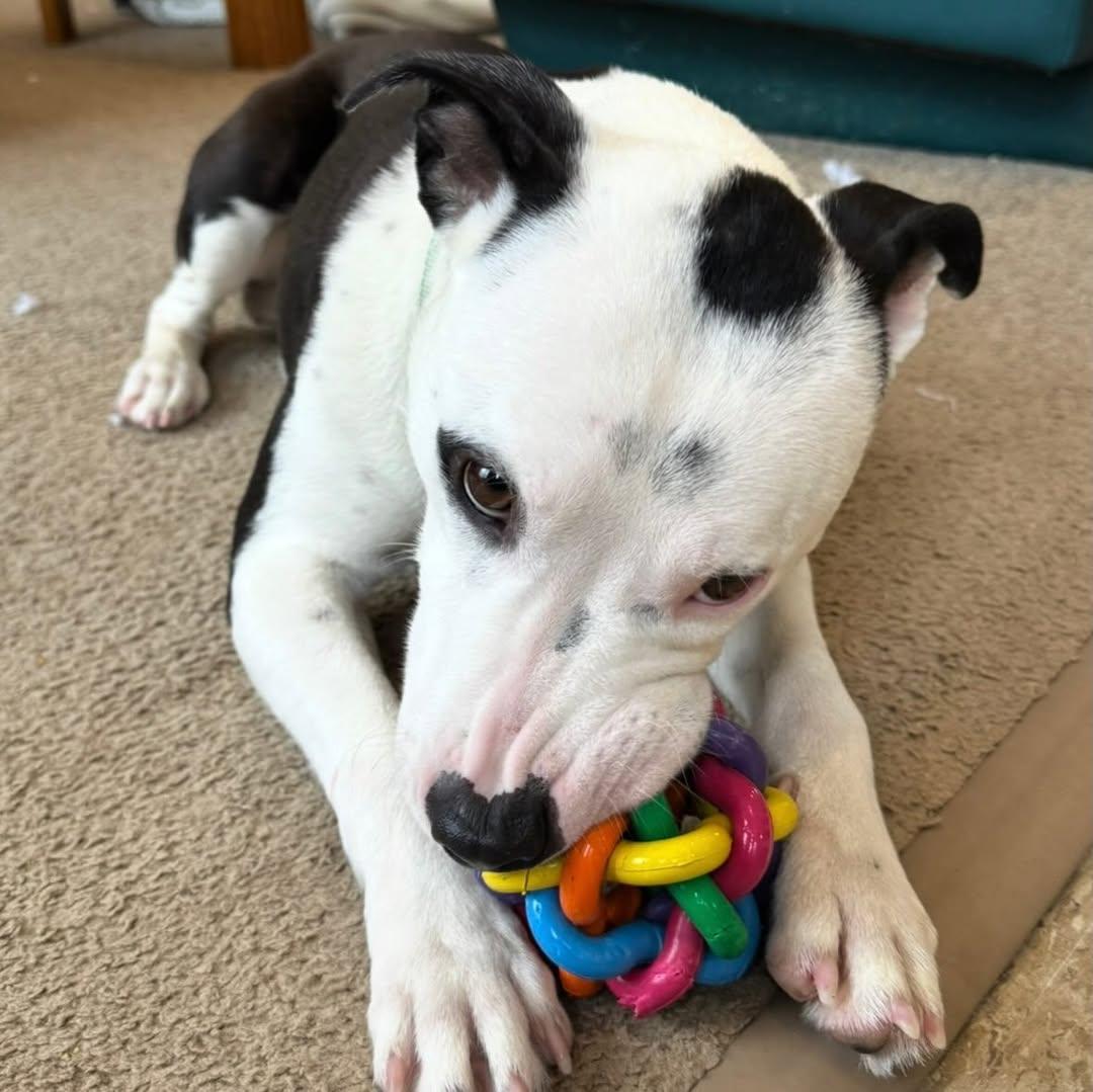 Enlarge Bowie, a ADOPTABLE mixed breed in Detroit, MI image 5/6