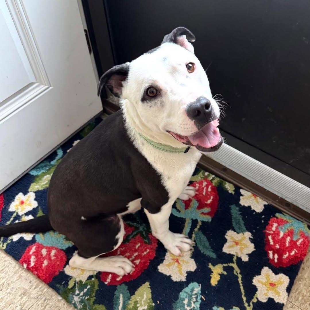 Enlarge Bowie, a ADOPTABLE mixed breed in Detroit, MI image 2/6