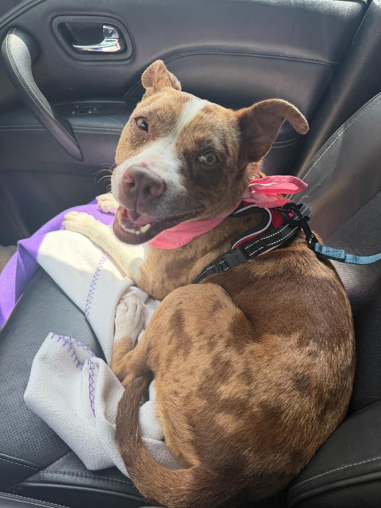 Graciela, Adoptable, Young Female Catahoula Leopard Dog & Terrier.