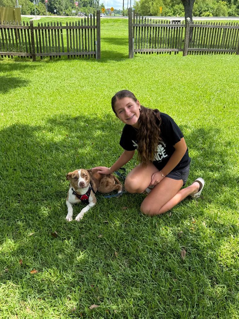 Enlarge Graciela, a Adoptable mixed breed in Sorrento, LA image 2/6