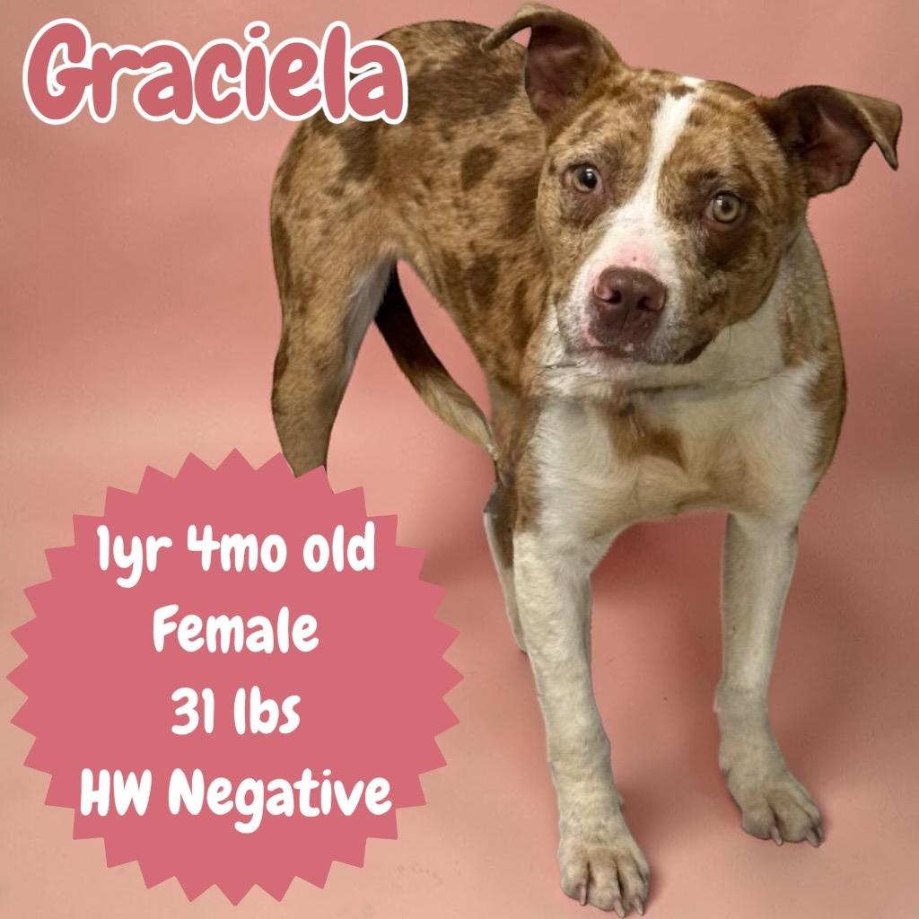 Enlarge Graciela, a Adoptable mixed breed in Sorrento, LA image 4/6