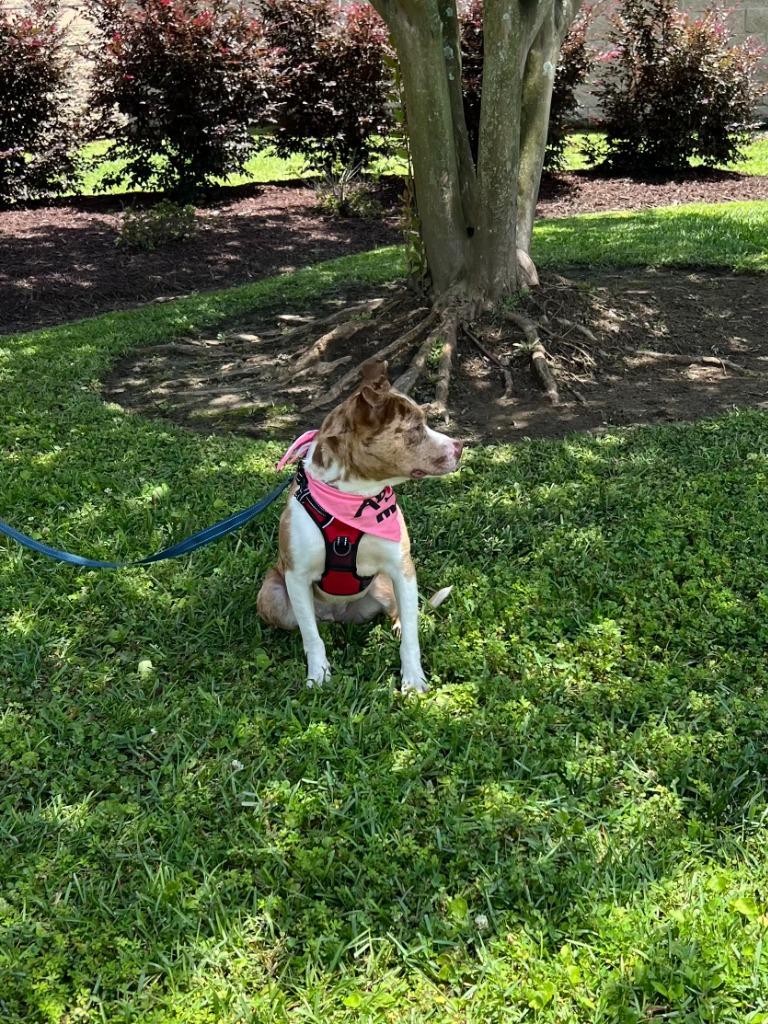 Enlarge Graciela, a Adoptable mixed breed in Sorrento, LA image 5/6