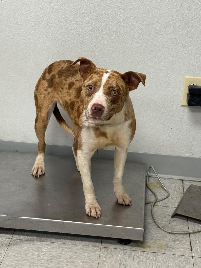 Enlarge Graciela, a Adoptable mixed breed in Sorrento, LA image 6/6