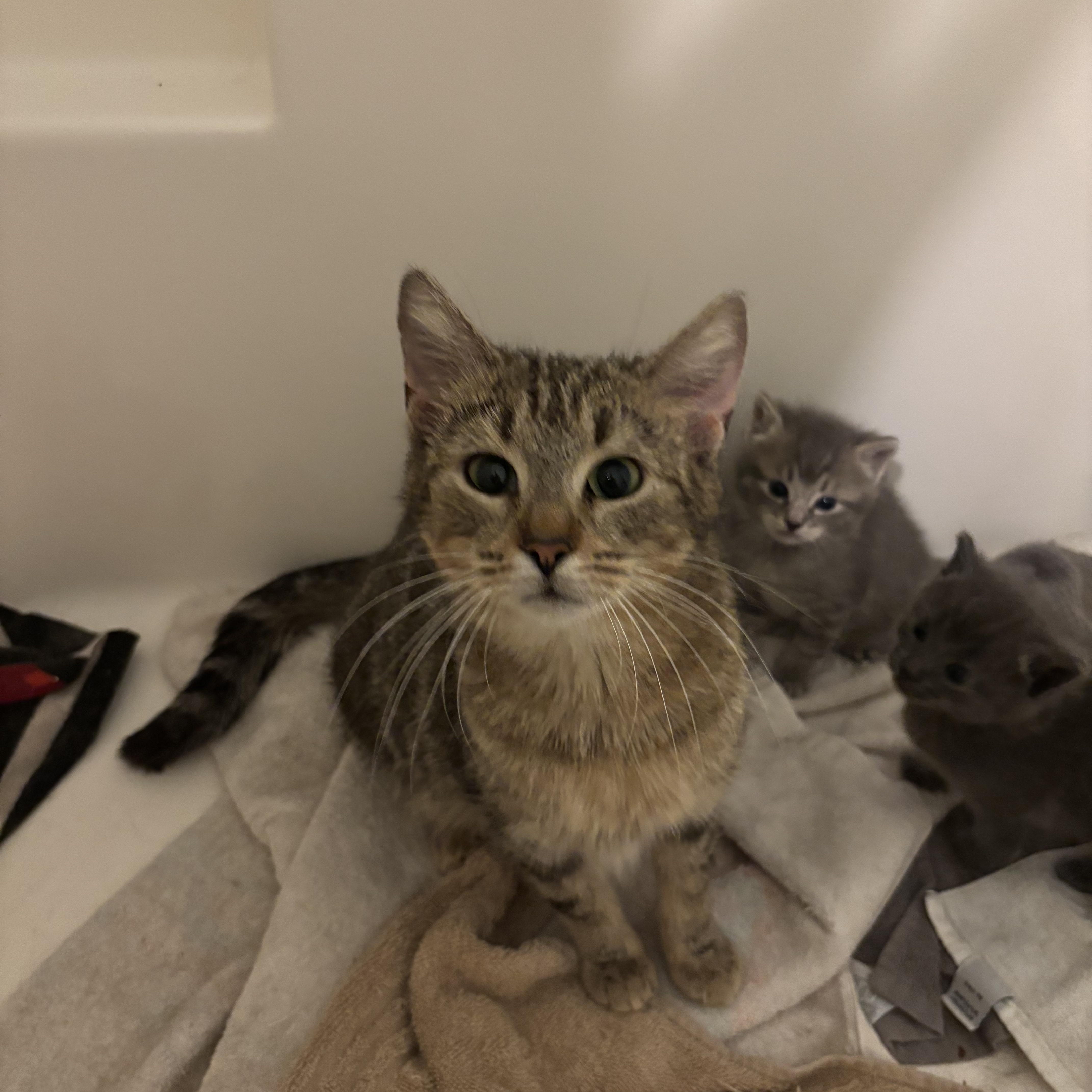 Arda - Winterville, GA, a Adoptable Domestic Short Hair in Athens, GA image 3/6