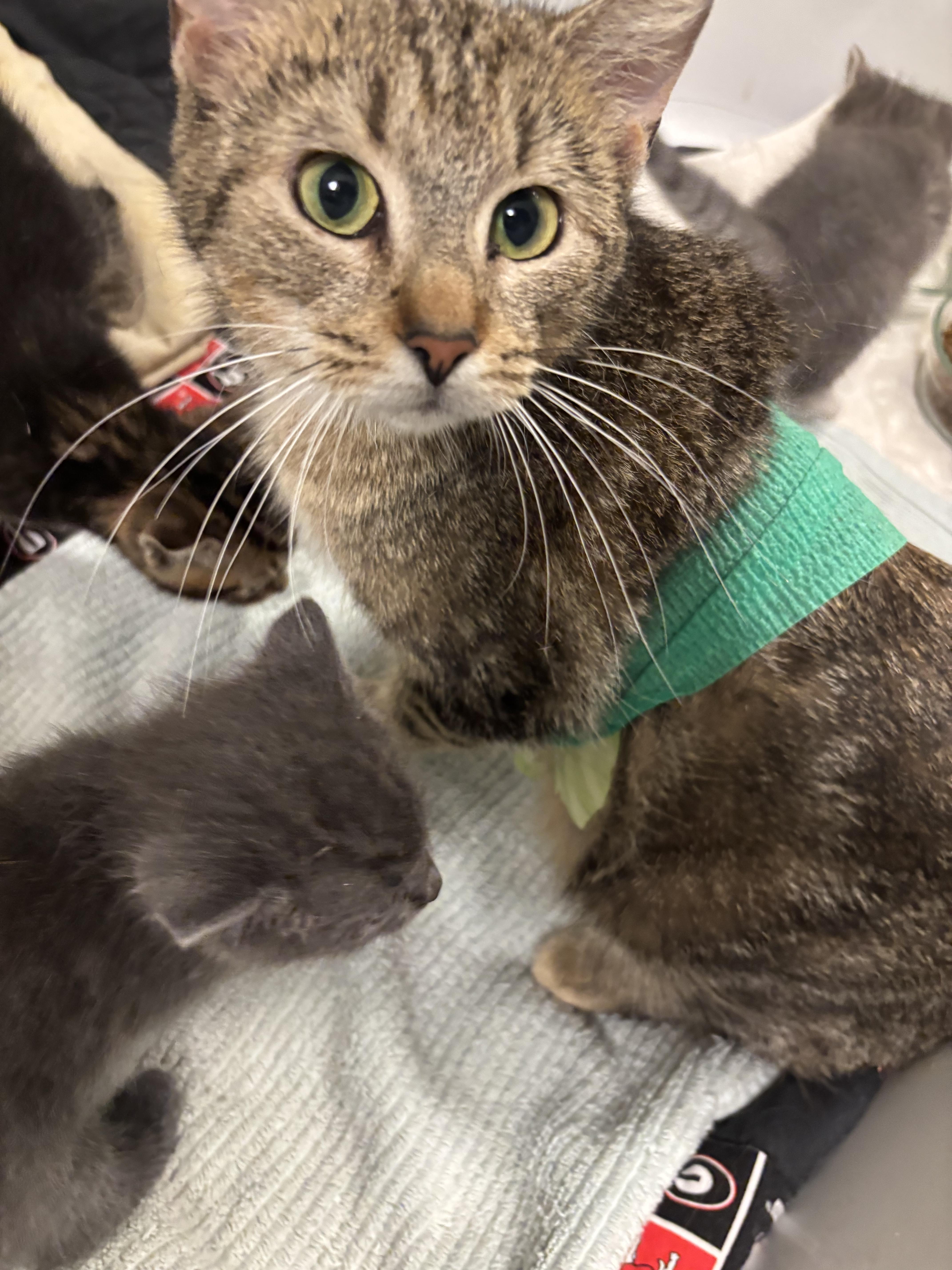 Arda - Winterville, GA, a Adoptable Domestic Short Hair in Athens, GA image 5/6