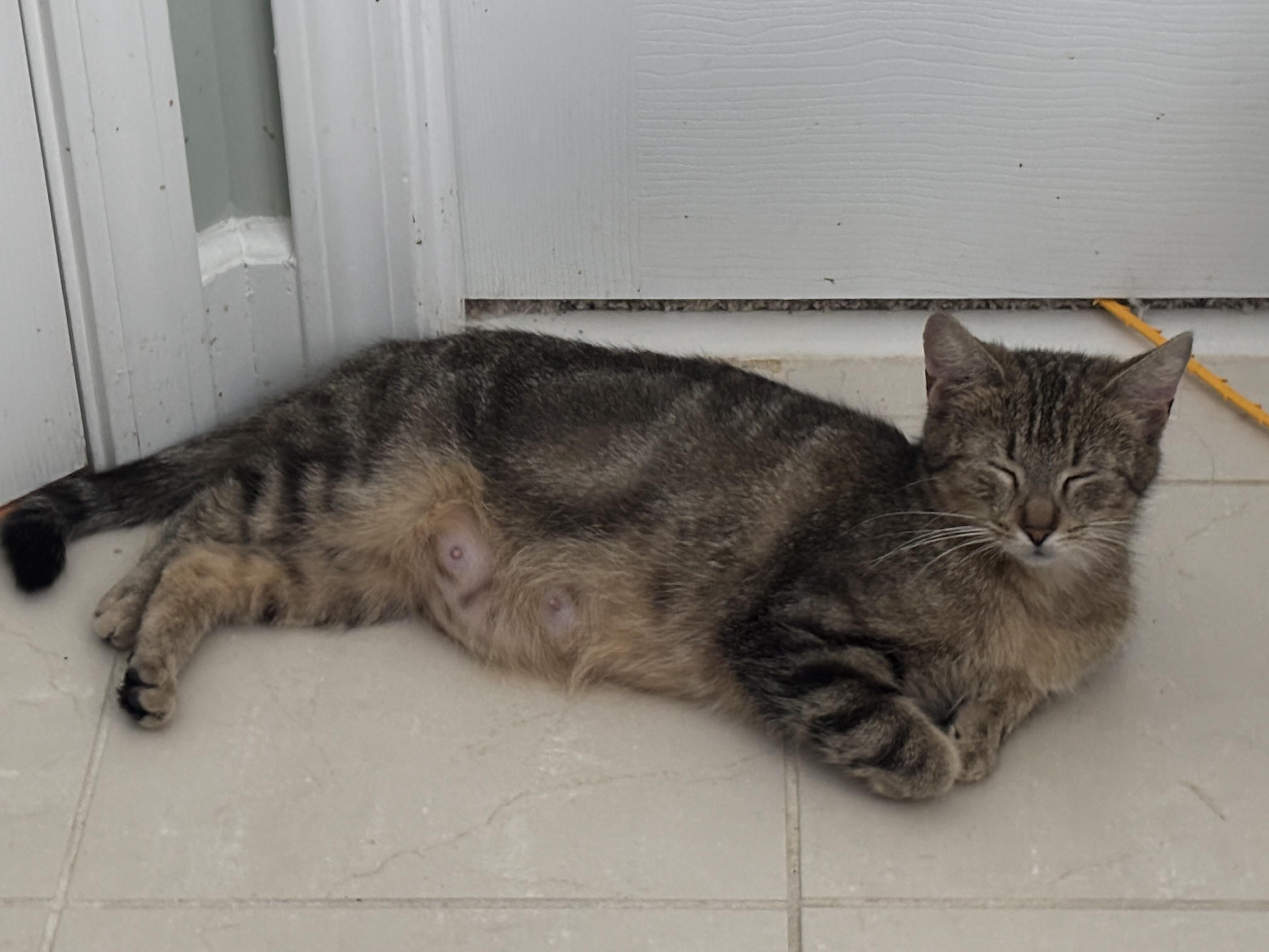 Arda - Winterville, GA, a Adoptable Domestic Short Hair in Athens, GA image 6/6