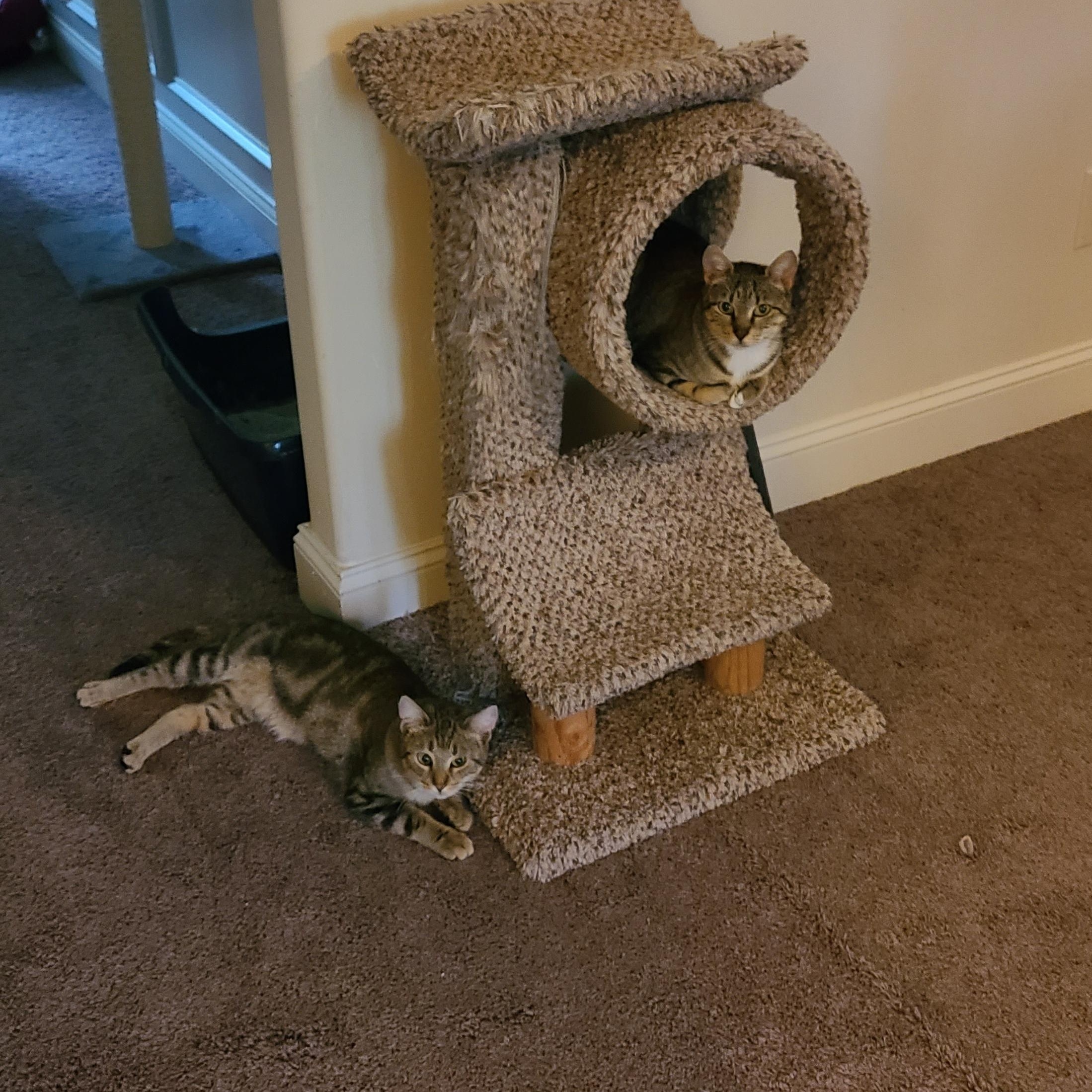 Arda - Winterville, GA, a Adoptable Domestic Short Hair in Athens, GA image 4/6