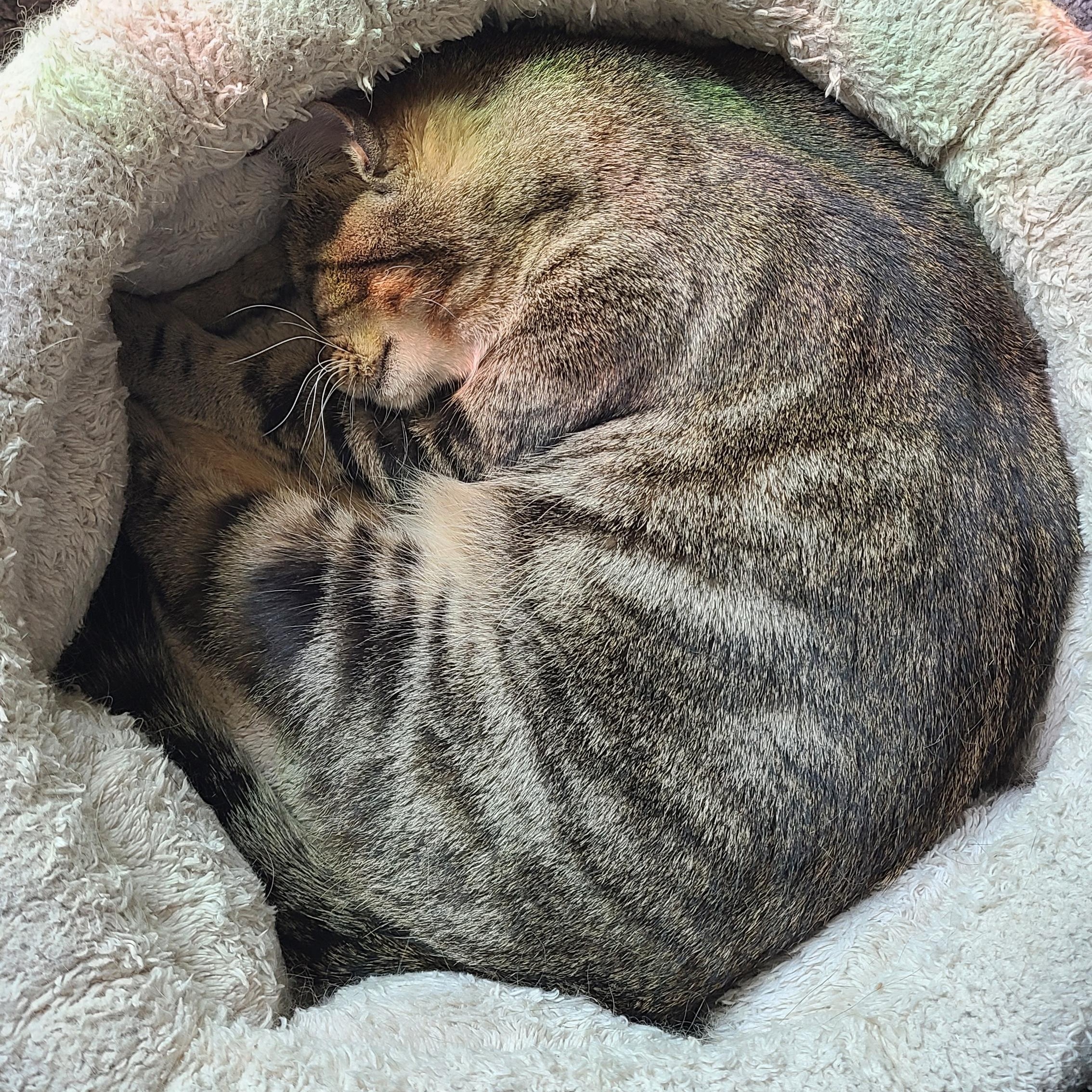 Arda - Winterville, GA, a Adoptable Domestic Short Hair in Athens, GA image 1/6