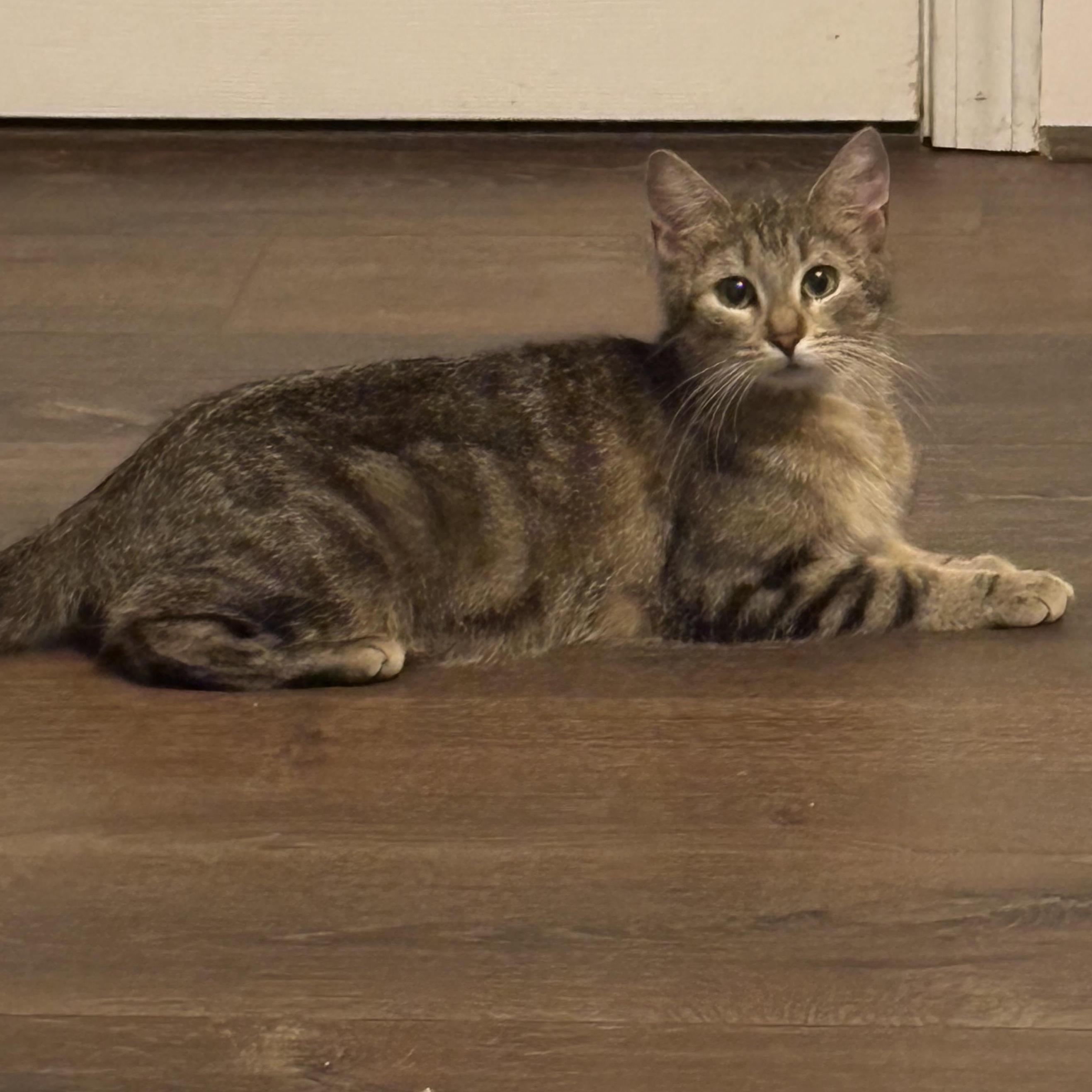 Arda - Winterville, GA, a Adoptable Domestic Short Hair in Athens, GA image 1/6