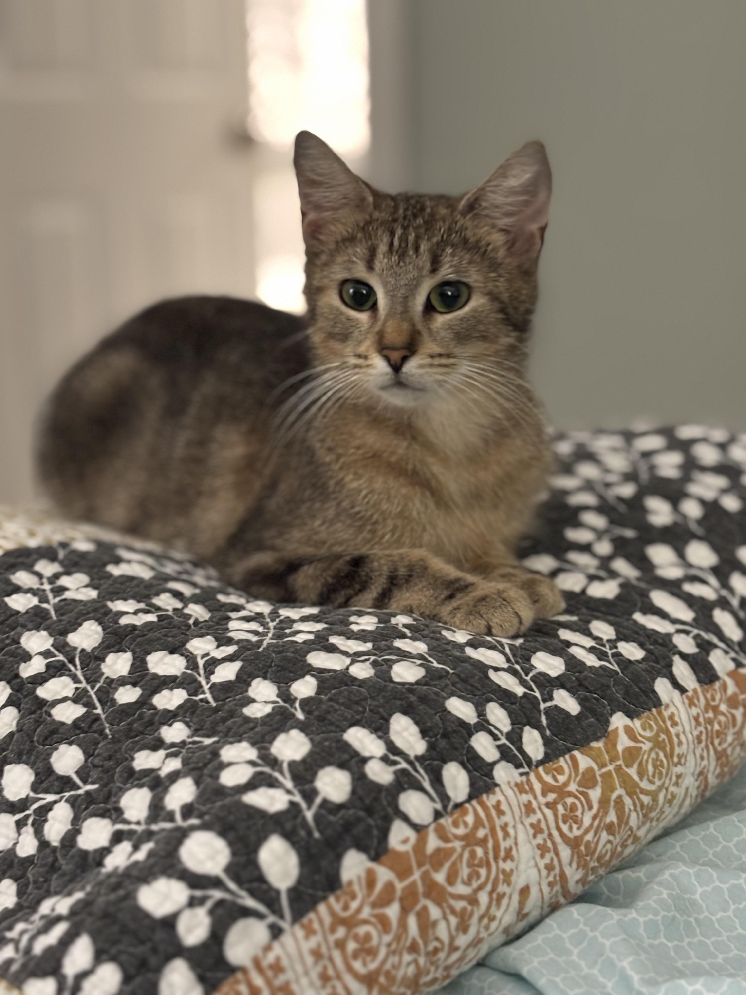 Arda - Winterville, GA, a Adoptable Domestic Short Hair in Athens, GA image 2/6