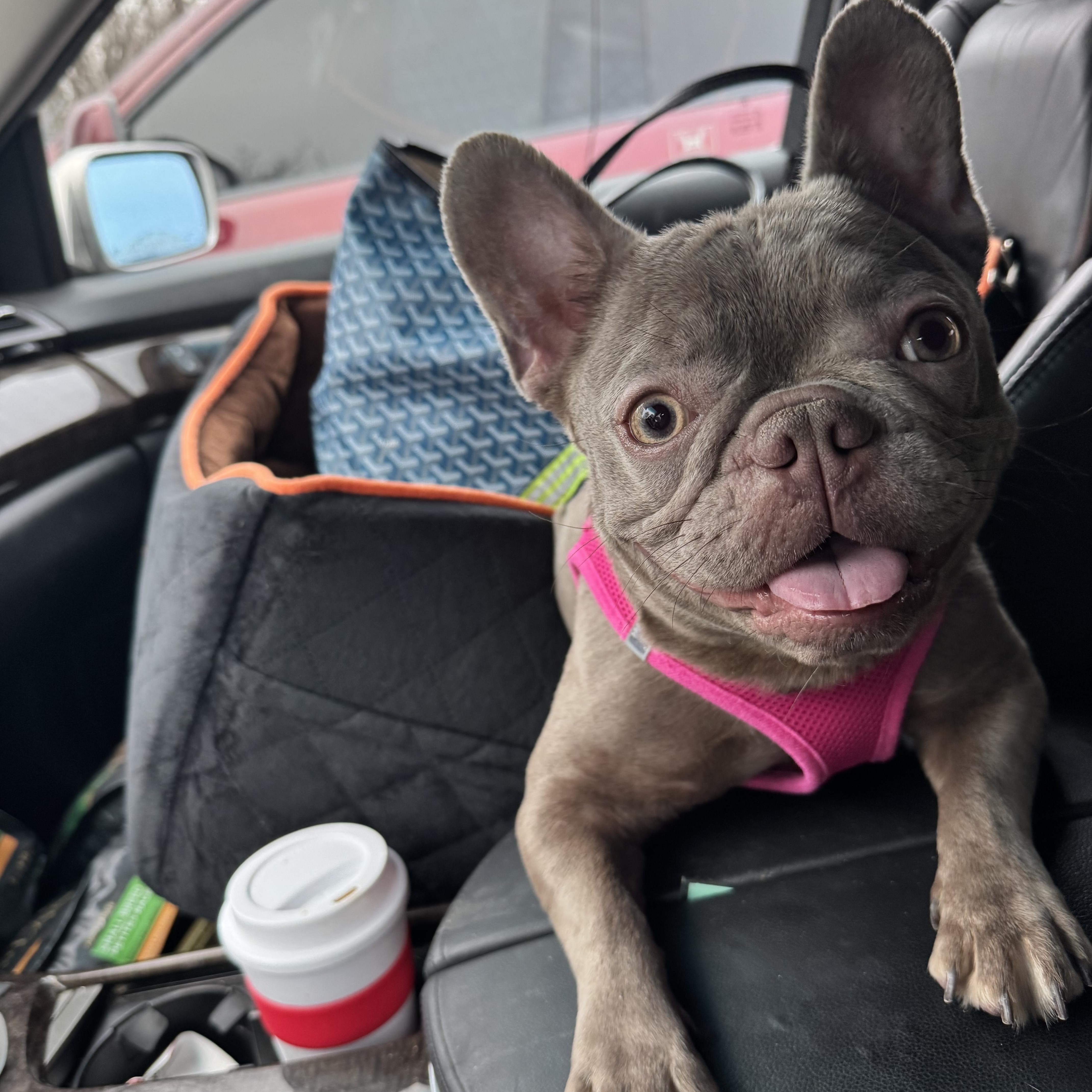 Enlarge Olive, a ADOPTABLE mixed breed in Rock Hill, SC image 2/2