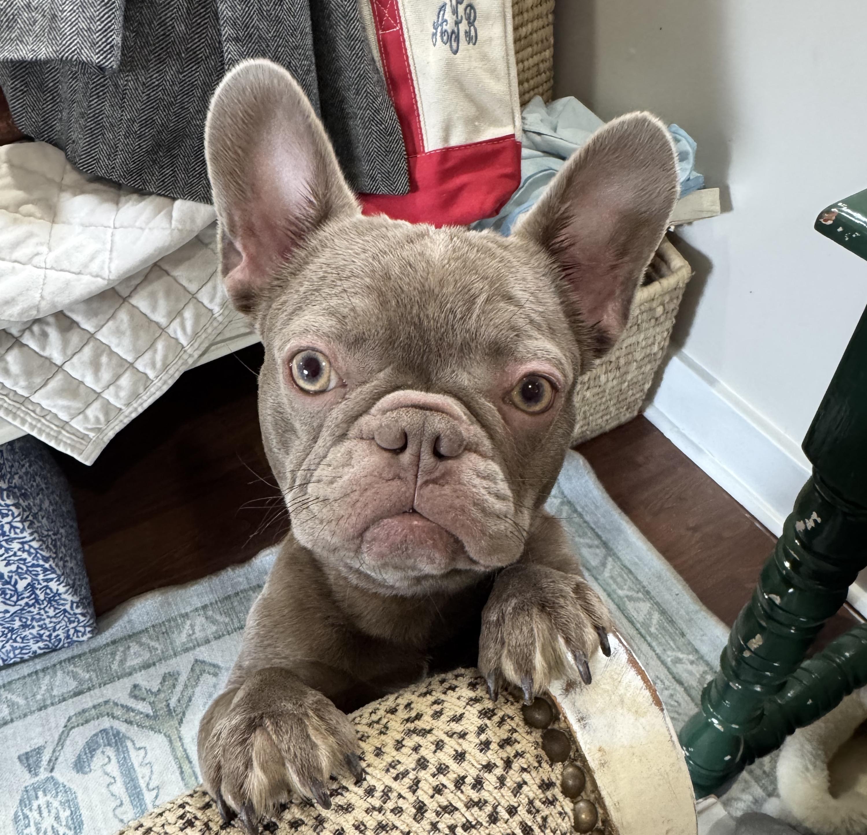 Olive, ADOPTABLE, Young Female French Bulldog.