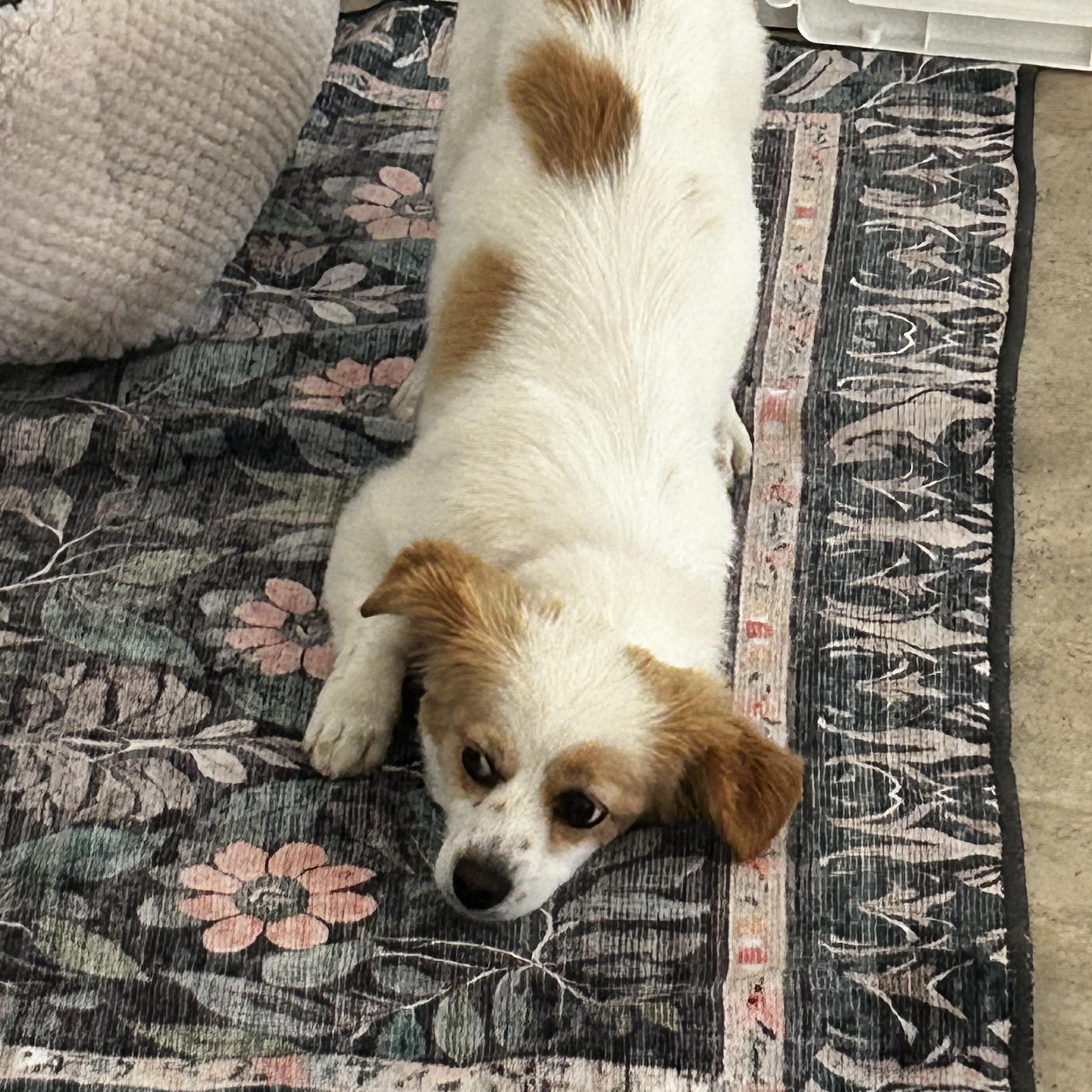 Enlarge Smooch, a ADOPTABLE mixed breed in Corona Del Mar, CA image 4/6