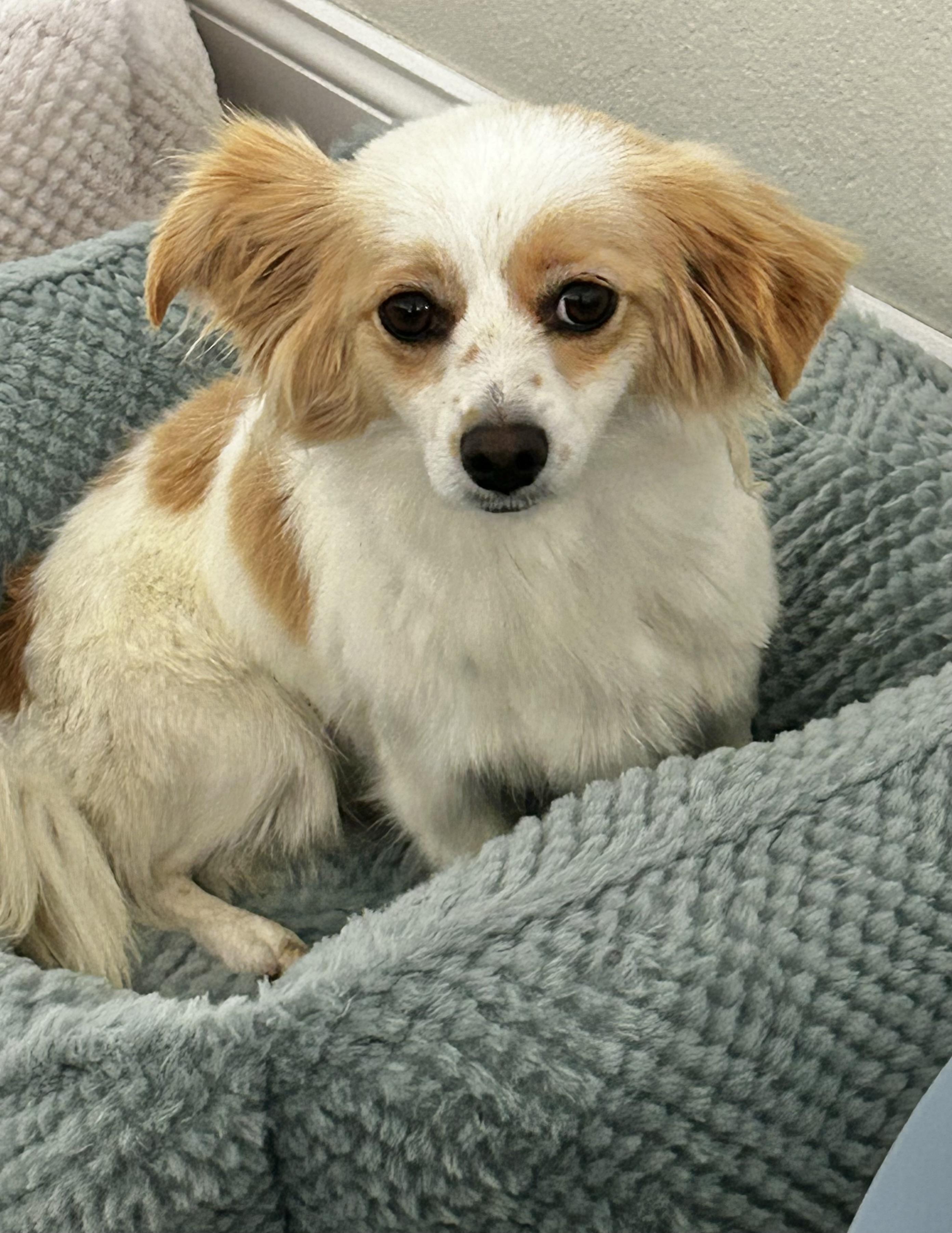 Enlarge Smooch, a ADOPTABLE mixed breed in Corona Del Mar, CA image 2/6