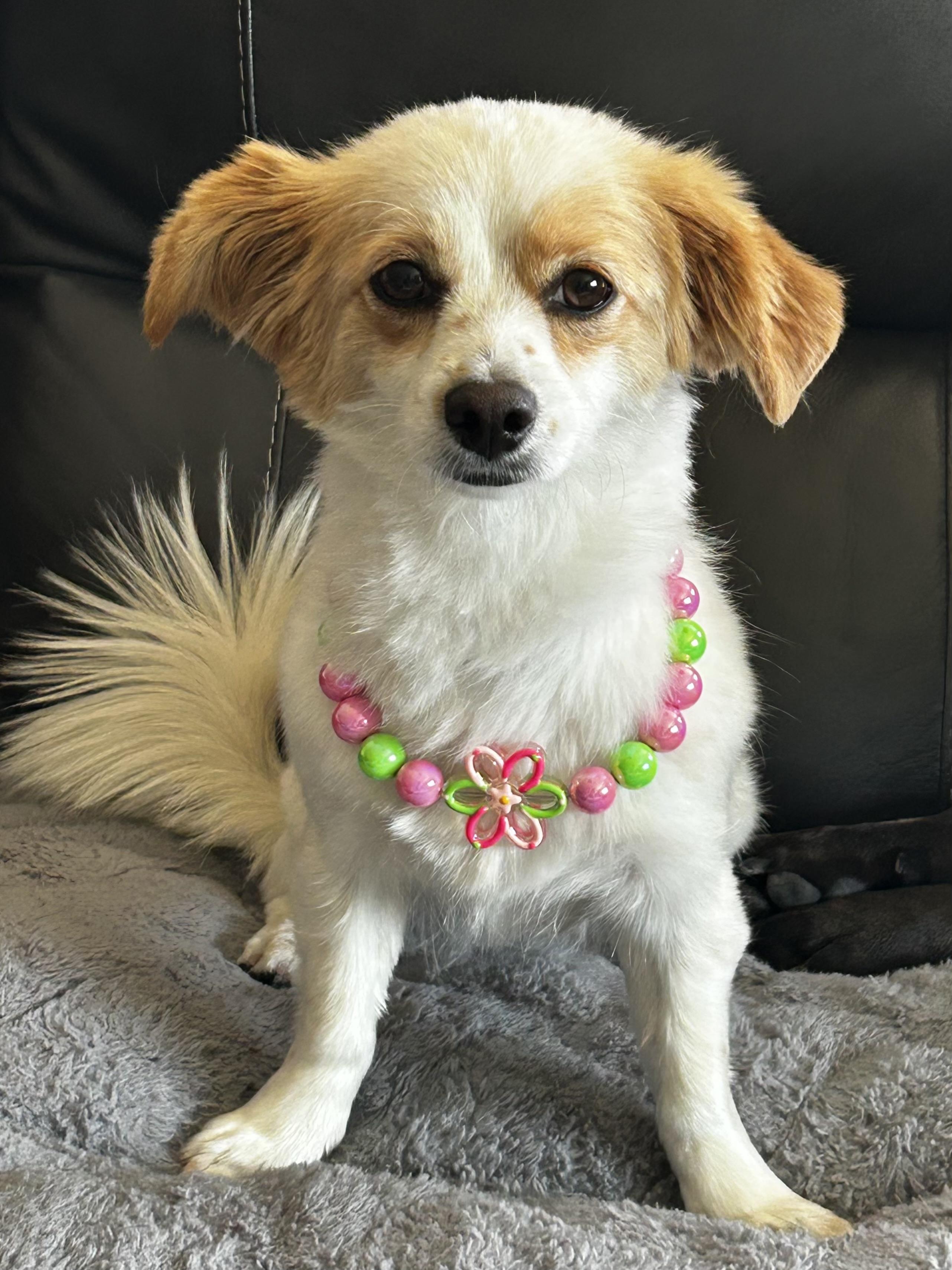 Enlarge Smooch, a ADOPTABLE mixed breed in Corona Del Mar, CA image 6/6