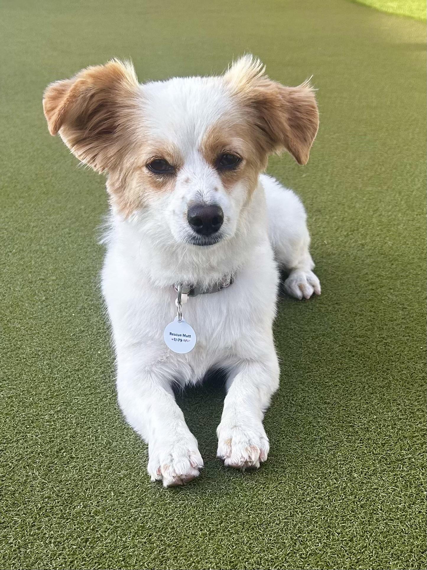 Enlarge Smooch, a ADOPTABLE mixed breed in Corona Del Mar, CA image 5/6