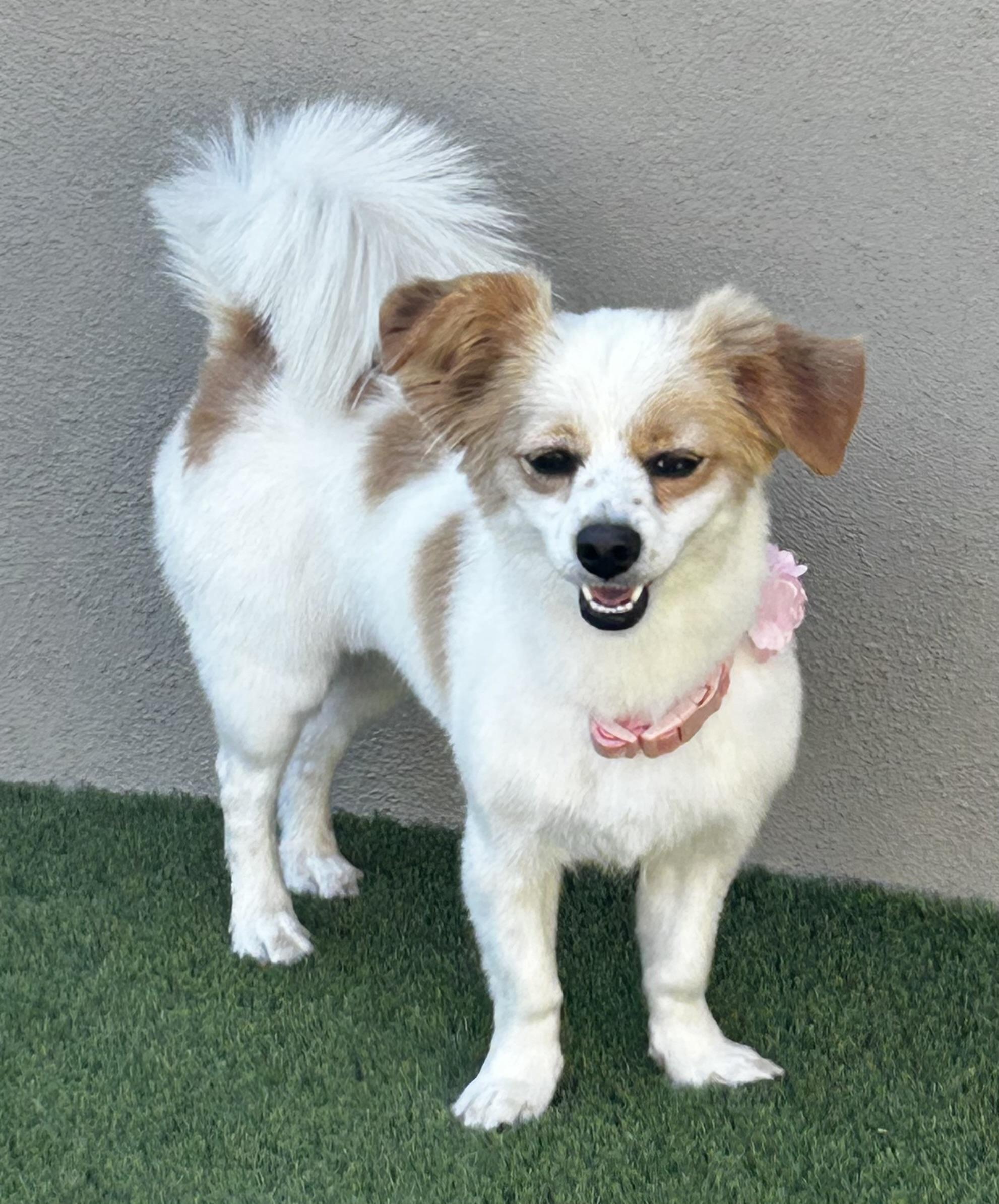 Enlarge Smooch, a ADOPTABLE mixed breed in Corona Del Mar, CA image 1/6