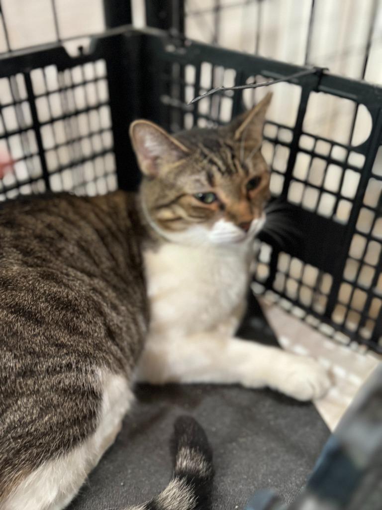 Enlarge Batgirl “Nicole”, a Adoptable American Shorthair in New Braunfels, TX image 2/6