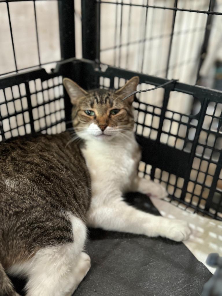 Batgirl “Nicole”, a Adoptable American Shorthair in New Braunfels, TX image 1/6