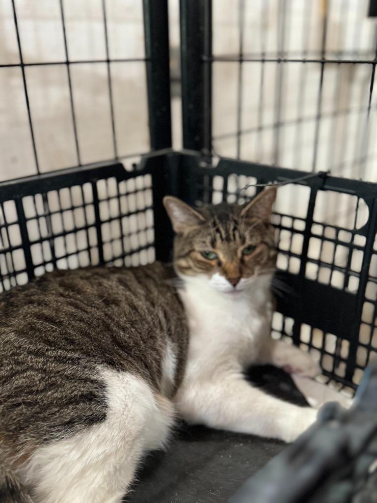 Enlarge Batgirl “Nicole”, a Adoptable American Shorthair in New Braunfels, TX image 2/6