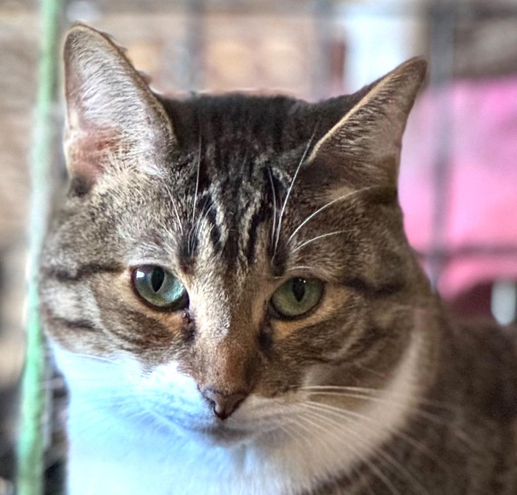 Enlarge Batgirl “Nicole”, a Adoptable American Shorthair in New Braunfels, TX image 5/6