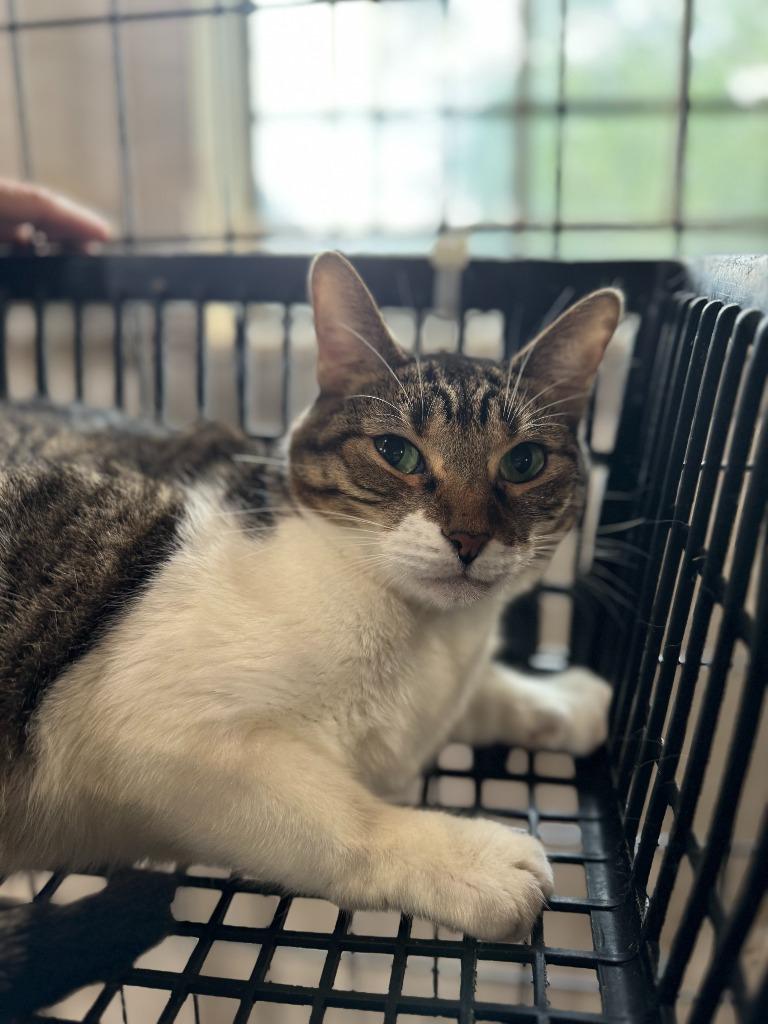 Batgirl “Nicole”, a Adoptable American Shorthair in New Braunfels, TX image 5/6