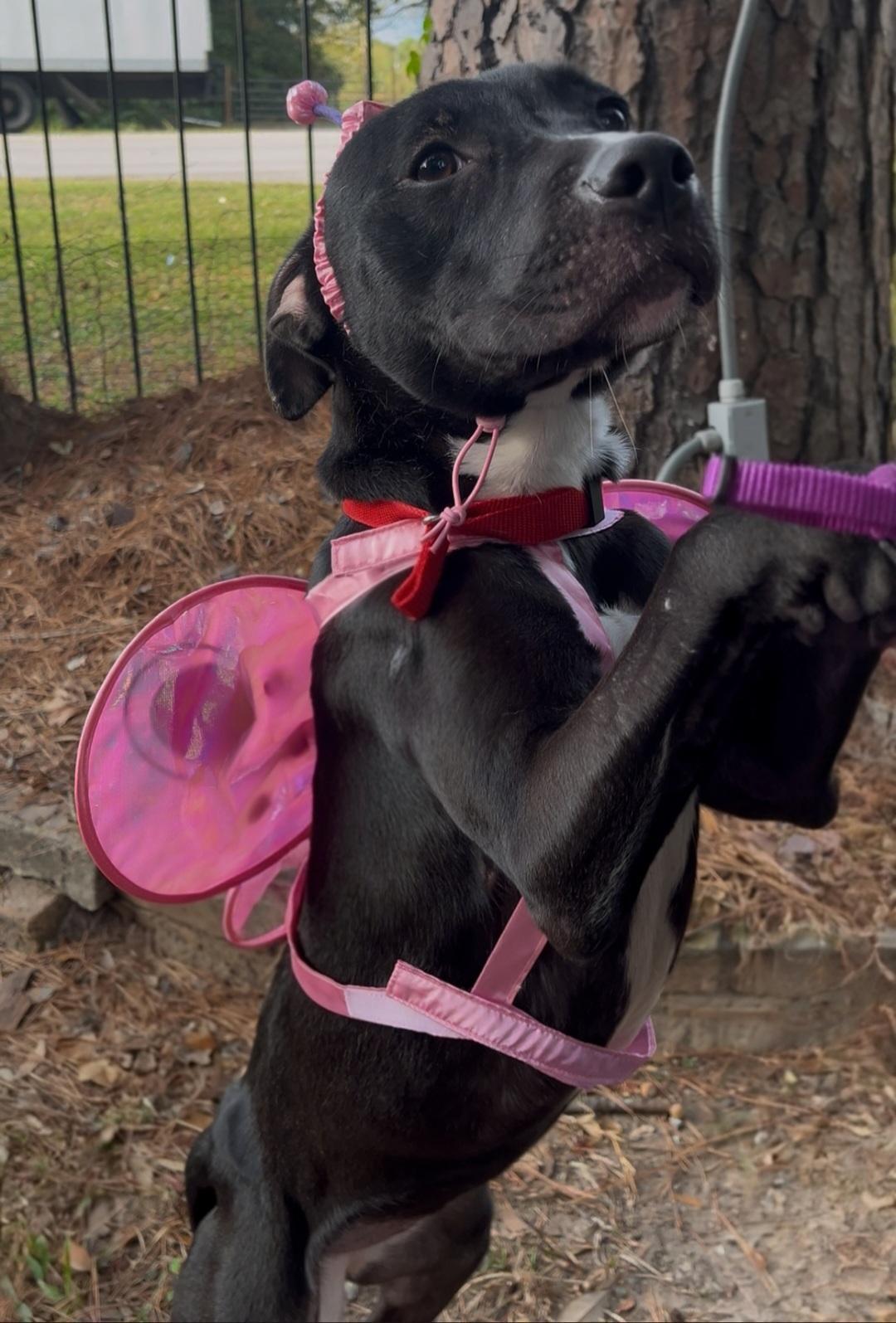 Luna, adopted, Young Female Dogo Argentino & Labrador Retriever.